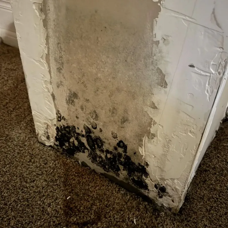 Professional Mold Removal in Round Lake, IL